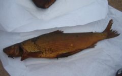 Gustafson’s Smoked Fish and Beef Jerky - Smoked Lake Fish