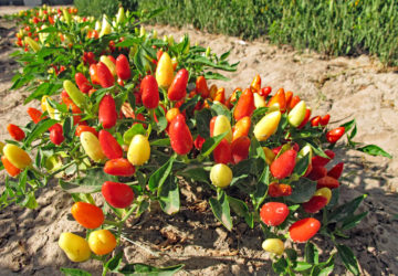 Chilies growing in the field