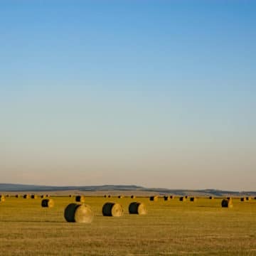 Round bales of hay on a broad, flat field