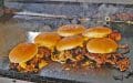6 burgers sizzle on a grill ... Oklahoma's juiciest onion burger